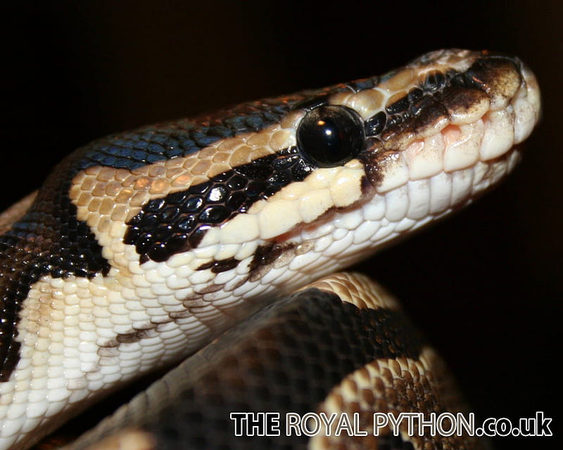 Regular Royal Python, python, royal, reptile, snake, HD wallpaper