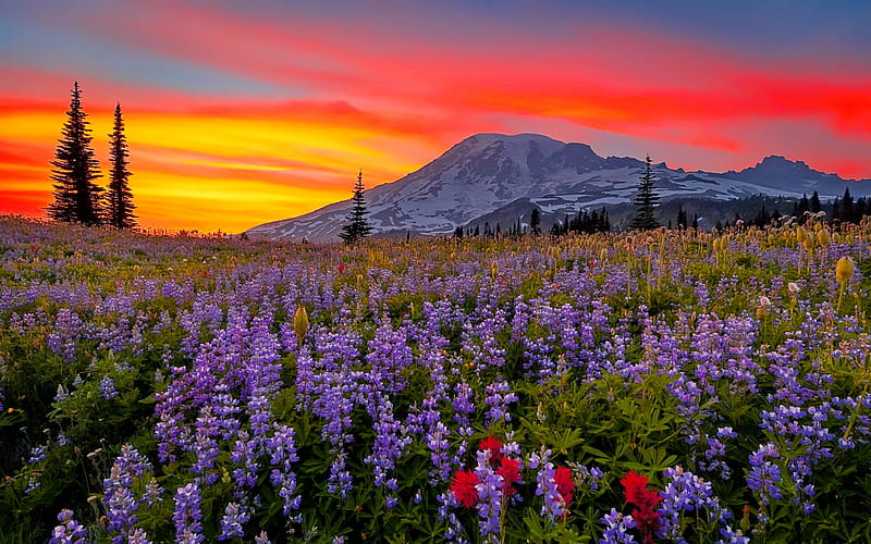 Sunset over mountain meadow, pretty, colorful, amazing, lovely, bonito, sunset, sky, mountain, paradise, wildflowers, summer, flowers, landscape, meadow, HD wallpaper
