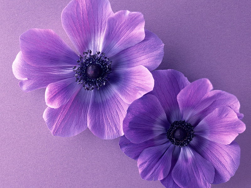 Purple flowers, flower, nature, petal, purple, HD wallpaper | Peakpx