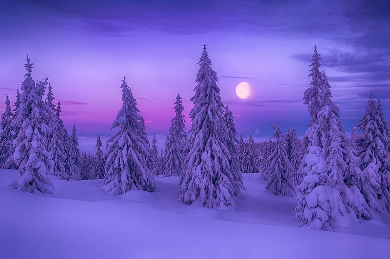 Nature, nights, snowy, tree, christmas tree, christmas, purple, snow, sun, trees, HD wallpaper