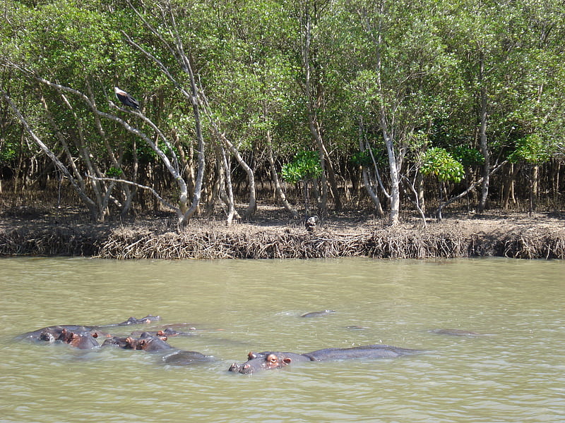 Hippopotamus in river, ecology, hippopotamus, hippo, ecosystem, habitat, HD wallpaper