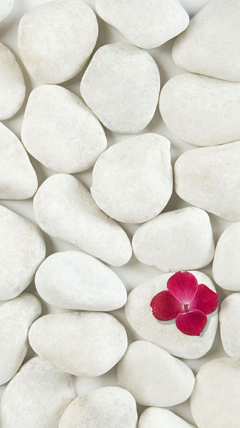 white pebbles, flower, nature, pebbles, stone, white, HD phone wallpaper