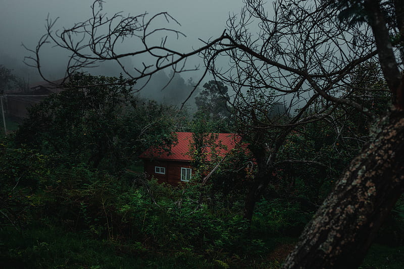 house, trees, fog, nature, rural, HD wallpaper