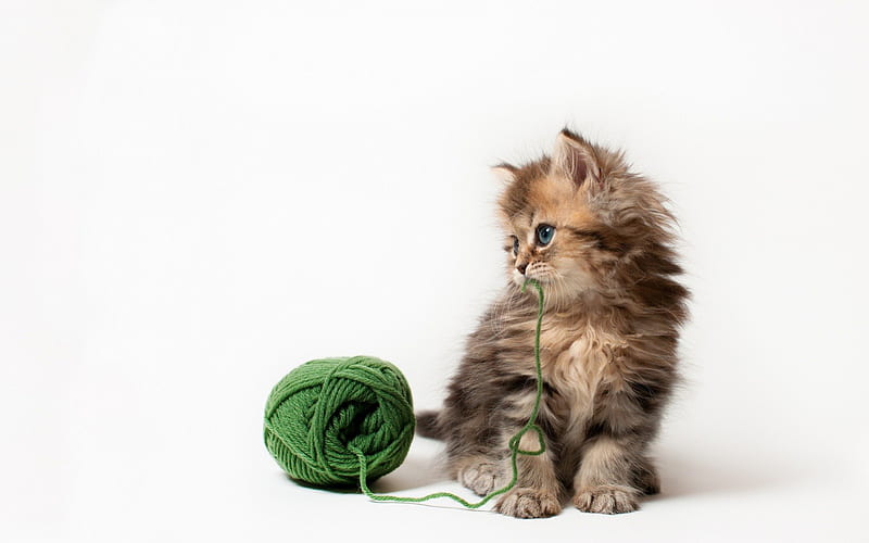 Cute cat, playing, kitty, cat, cute, yarn, humor, funny, kitten, animals, HD wallpaper