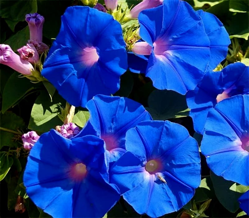 Blue Bell Flowers, Bell, Albumn, Blue, Flowsers, HD wallpaper