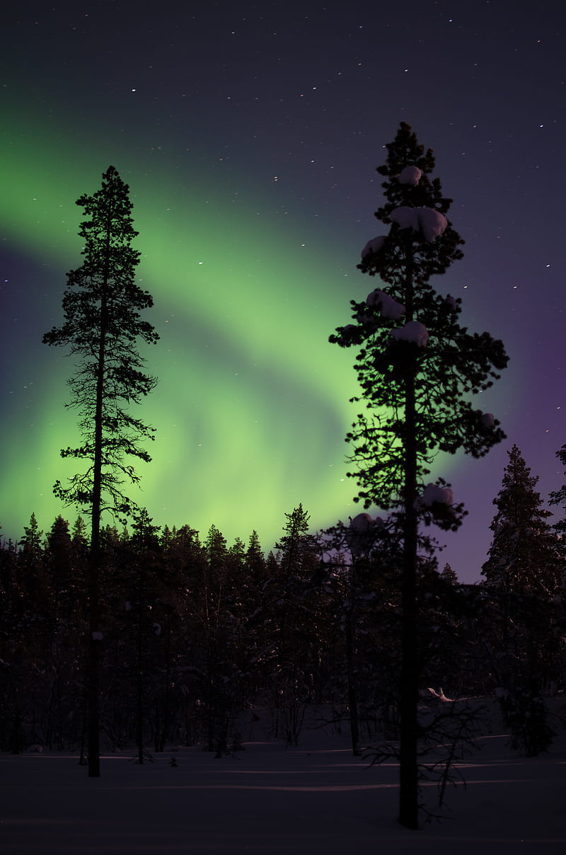 northern lights, aurora, trees, snow, forest, night, snowy, HD phone wallpaper