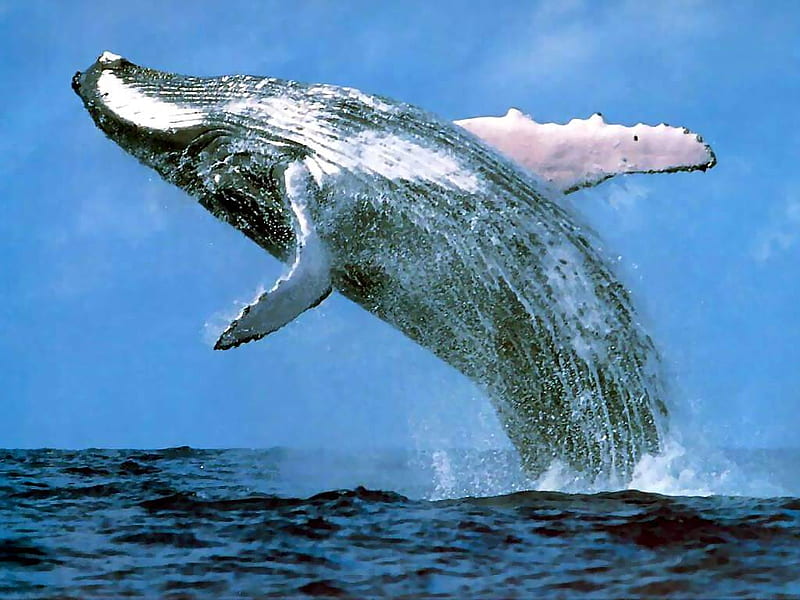Whale in a Hurry, whale, fins, jumping, surface, blue, HD wallpaper
