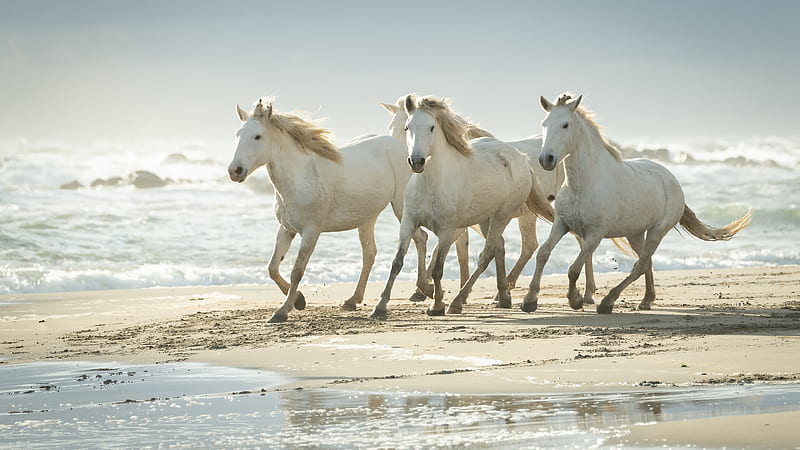 Cute White Horses Are Running On Beach Sand Animals, HD wallpaper