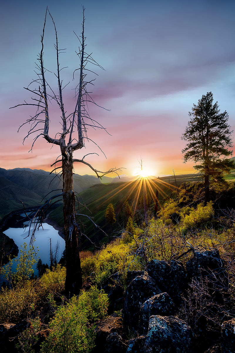 trees, rays, sun, stones, bushes, HD phone wallpaper