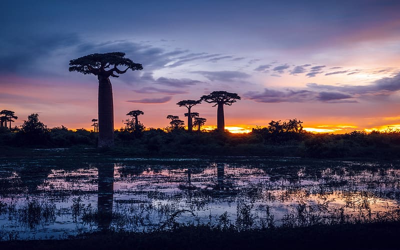 Sunrise Summer Baobab Madagascar African, HD wallpaper