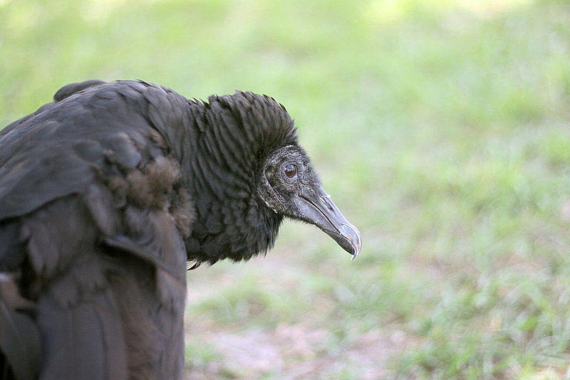 Black vultures starting to worry ranchers. News, HD wallpaper