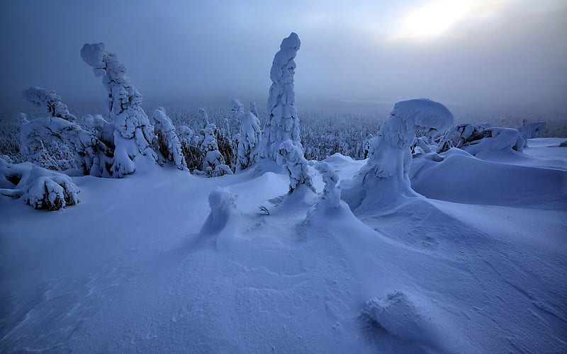 Frozen Tundra, tundra, nature, snow, frozen, forest, HD wallpaper
