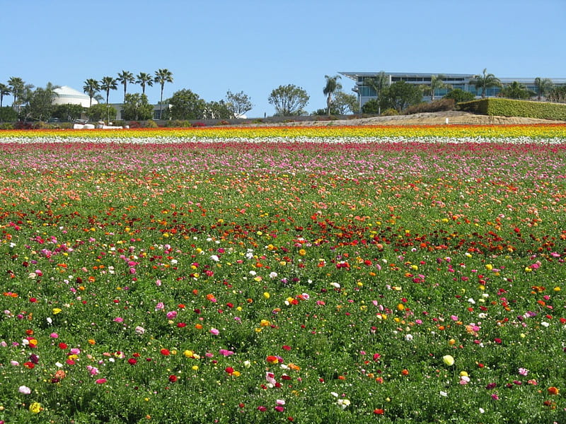 Lovely Flowers, pretty, rural, bonito, mixed flowers, country, farm