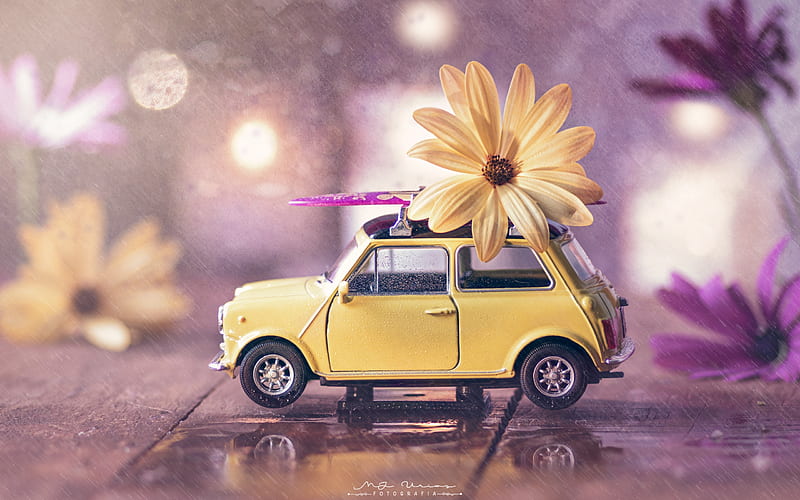car, yellow, flower, gerbera, toy, rain, pink, daisy, HD wallpaper