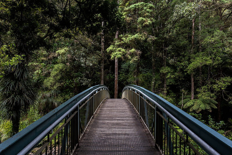 bridge, trees, forest, perspective, HD wallpaper