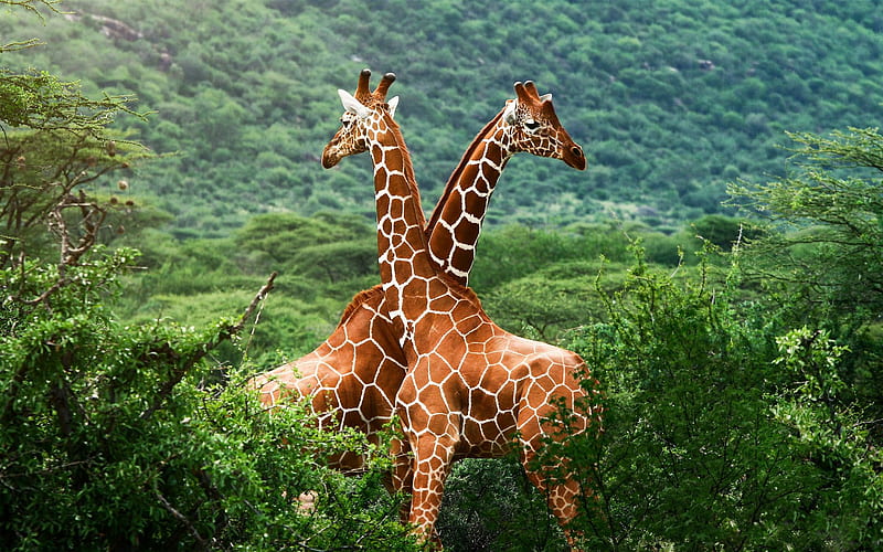 Giraffe, africa, background, nice, HD wallpaper