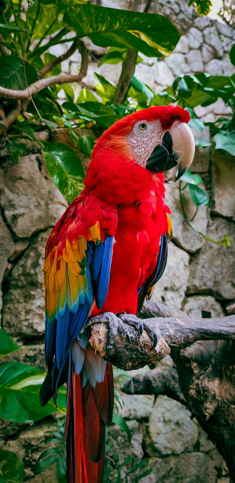 macaw, parrot, bird, branches, leaves, HD phone wallpaper