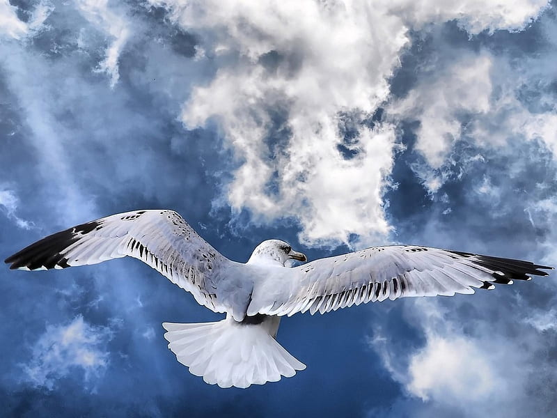 dom, cloud, bird, flight, sky, animal, HD wallpaper