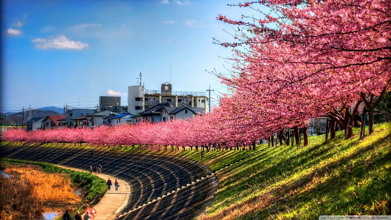 sakura (cherry blossom) along the river, city, river, cherry blossoms, bank, HD wallpaper