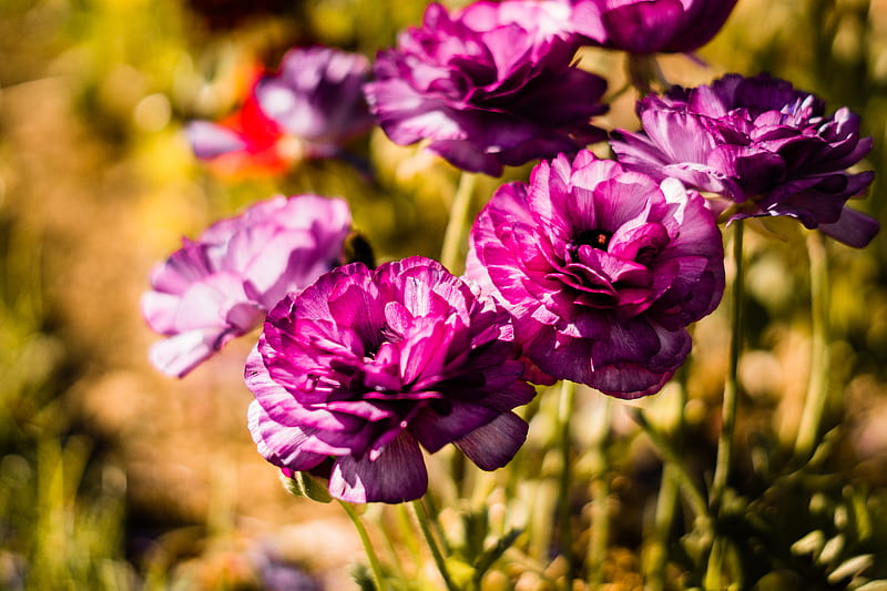 Purple Flowers in Tilt Shift Lens, HD wallpaper
