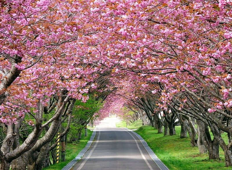 Cherry Blossom, blossom, splendid, road, trees, landscape, cherry, HD wallpaper