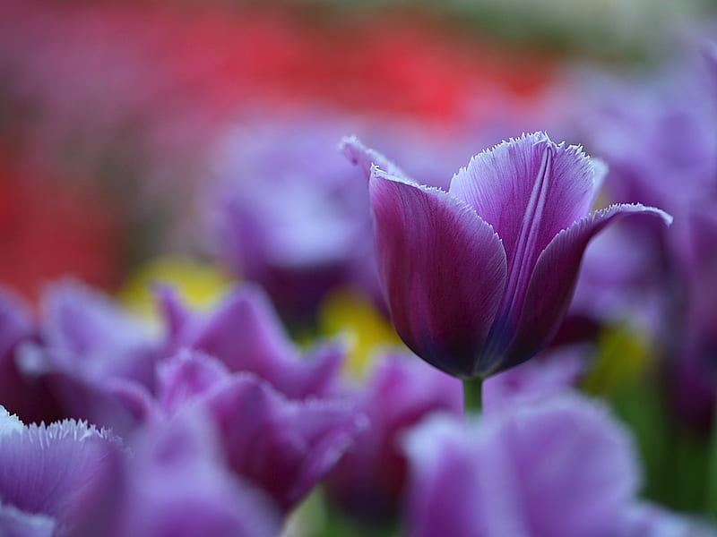 Elegant Purple Tulips, HD wallpaper