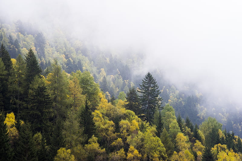aerial view of yellow trees during fog, HD wallpaper