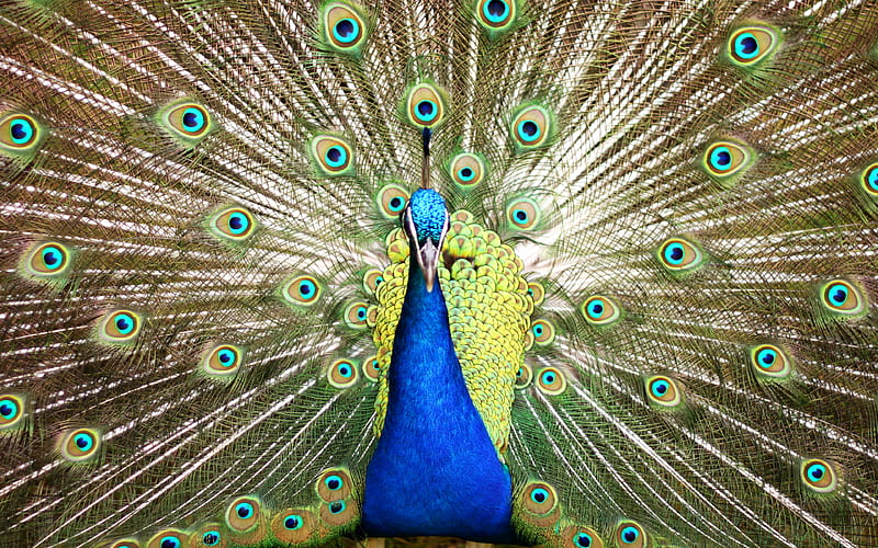 Peacock, bird, bonito, irridescence, blue, feathers, HD wallpaper