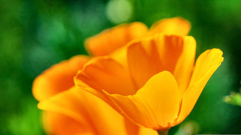California Poppies FC romance, poppies, bonito, golden poppies, floral, graphy, California, love, wide screen, flower, beauty, HD wallpaper