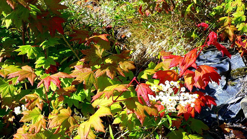 Falls Colors Beginnings, forest, fall, , autumn, woods, washingtong, HD wallpaper