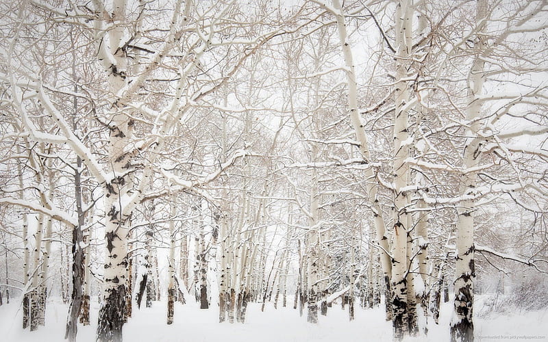 Aspens, Colorado, forest, birch, trees, winter, cold, colorado, limbs, snow, nature, white, frozen, HD wallpaper