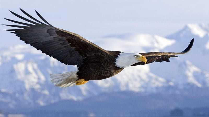 The Majestic Bald Eagle, BIRDS OF PREY, EAGLES, BEAUTY, NATURE, HD wallpaper