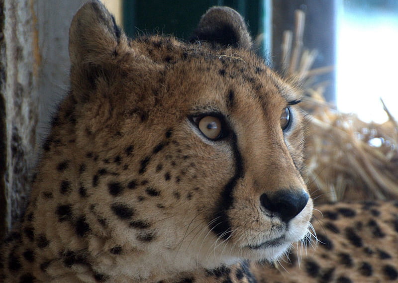 cheetah, zoo, cats, gepard, HD wallpaper