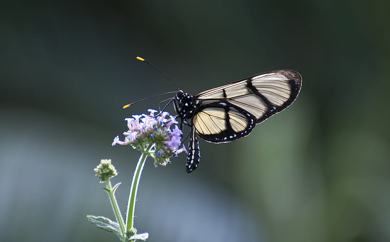 Animal, Butterfly, Flower, Insect, Macro, HD wallpaper