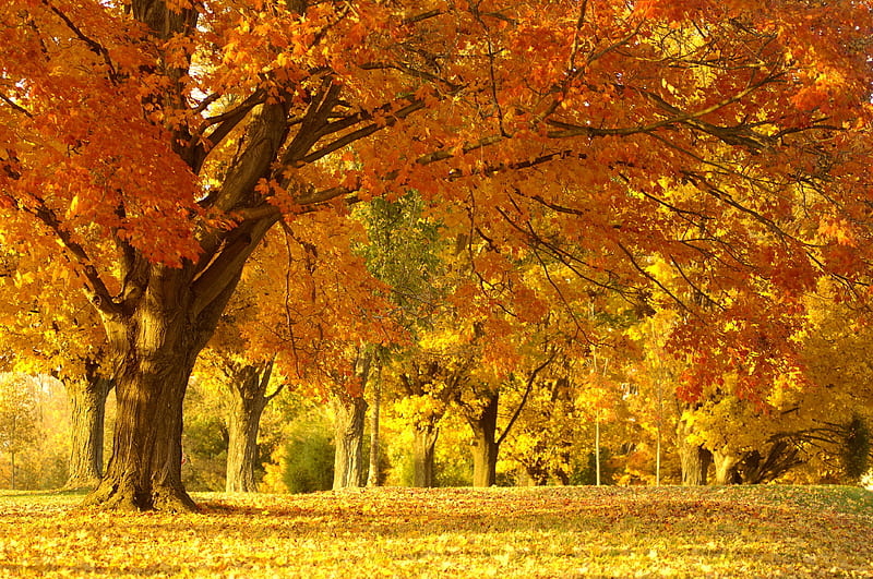 Golden Autumn Trees, acer, fall, autumn, tree, trees, HD wallpaper