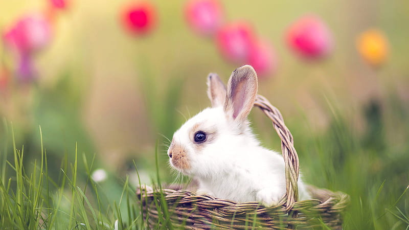 Rabbit Is Sitting In Brown Woven Basket On Green Grass Field Animals, HD wallpaper