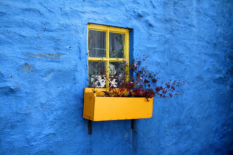 pot on window with flowers, HD wallpaper