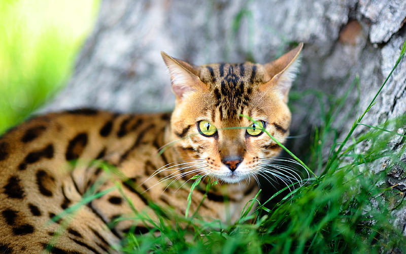 Bengal Cat, close-up, pets, domestic cat, cute animals, green eyes, cats, Bengal, HD wallpaper
