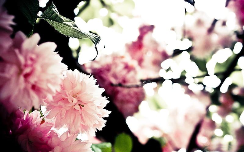 pink sakura-spring landscape, HD wallpaper