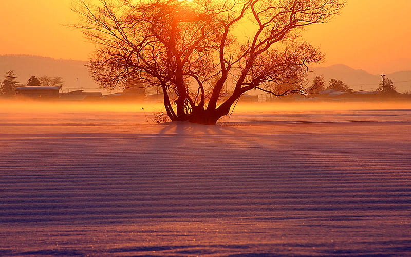 WINTER SUNSET, shadow, sunset, tree, winter, HD wallpaper