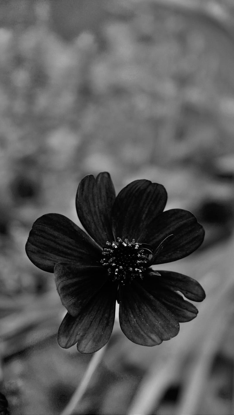 Flor negra, Fondo de pantalla de teléfono HD | Peakpx