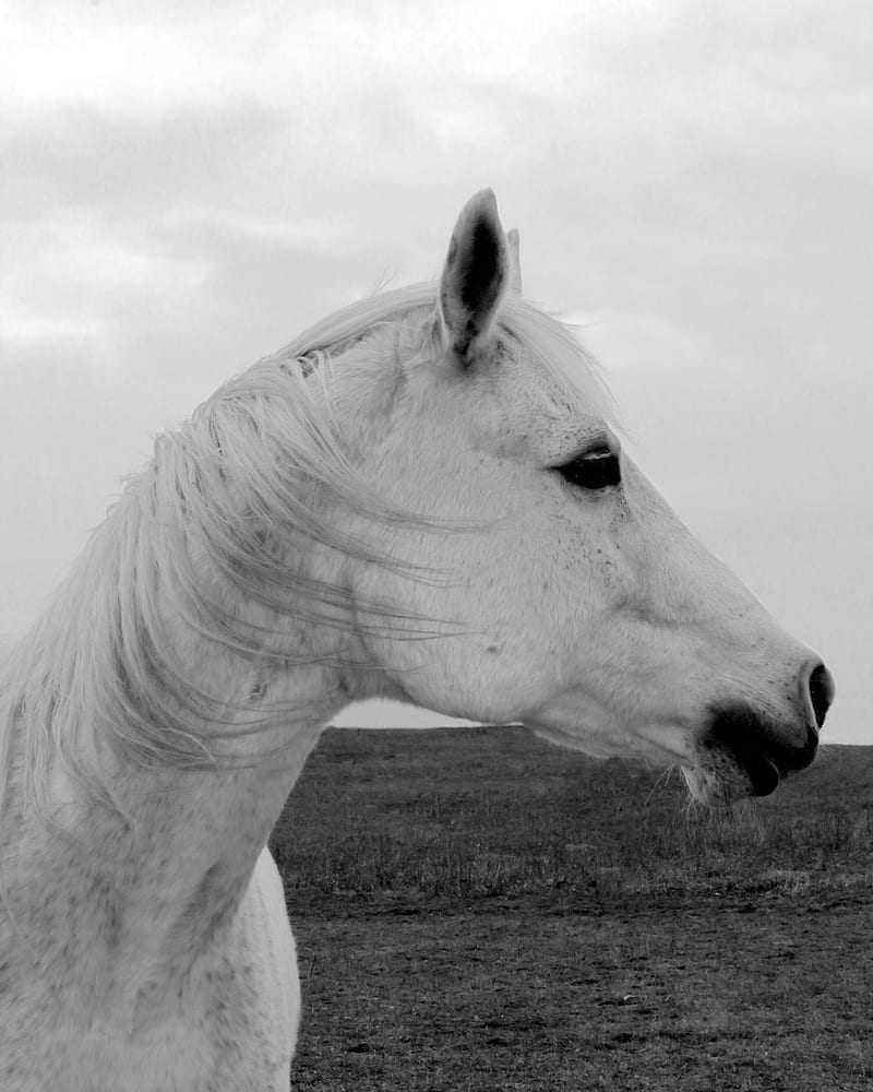 Horse head, black and white, white, HD phone wallpaper