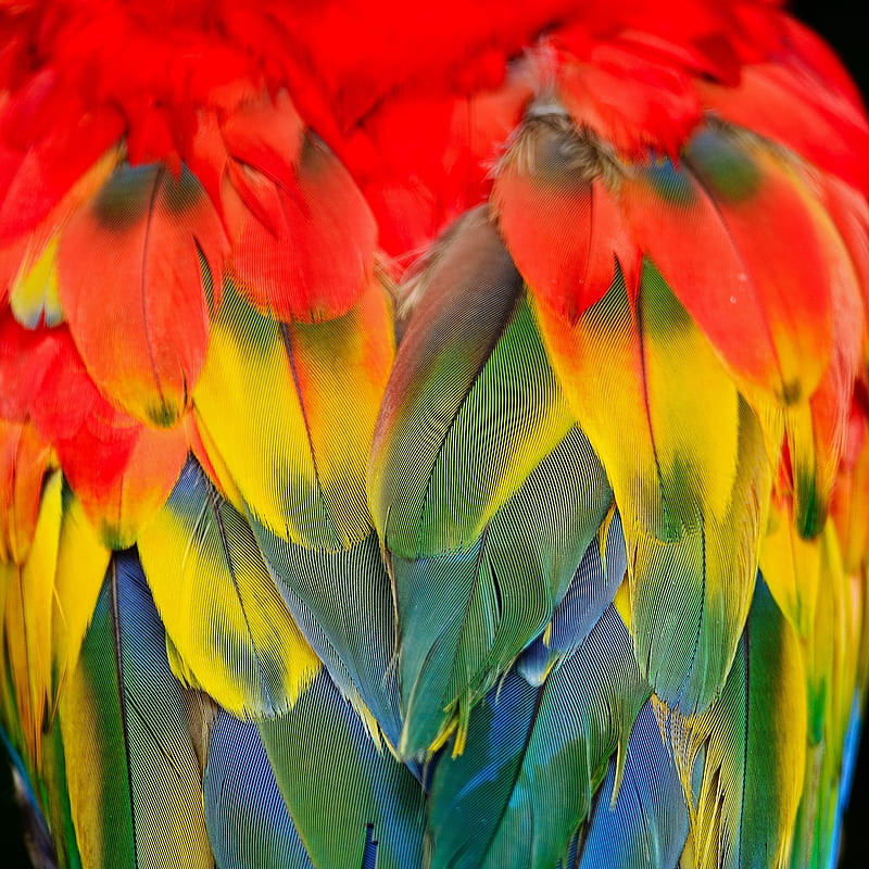 Scarlet Macaw, abstract, bird, colorful, feathers, parrot, scarlett macaw, HD phone wallpaper