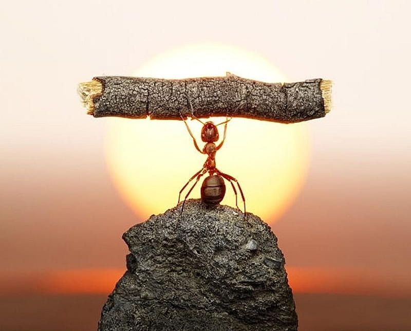 Mighty ant, cute, humor, ant, funny ants, animals, HD wallpaper | Peakpx