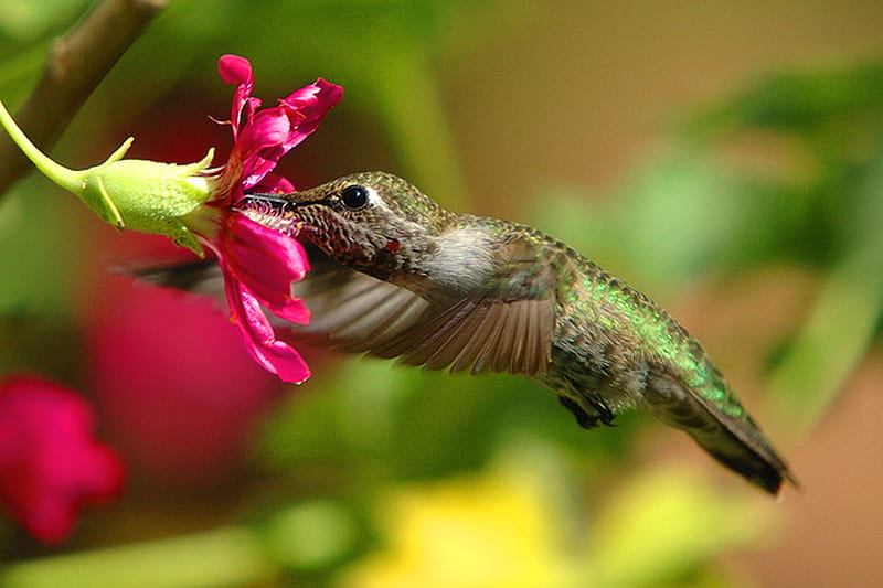 Replenish, red, bird, green, flower, humming bird, nectar, sweet, HD wallpaper
