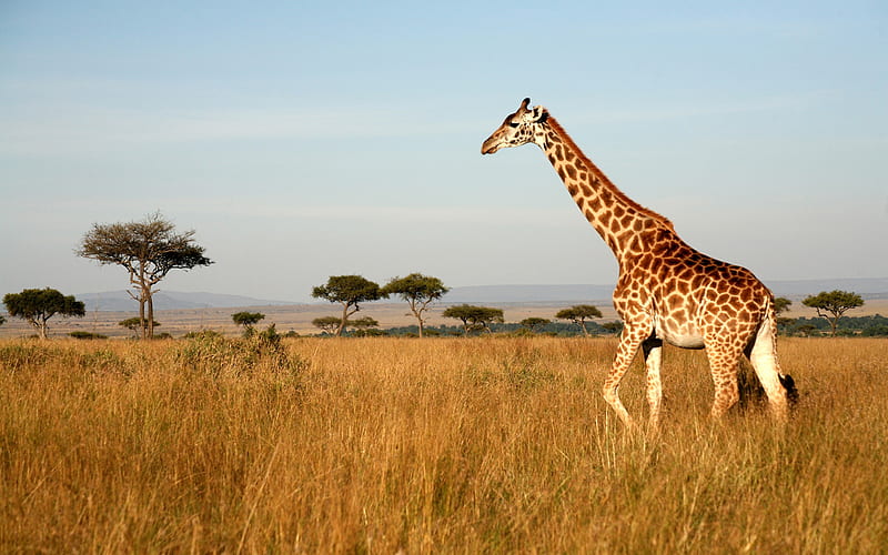 giraffe, sunset, wildlife, savannah, wild animals, Africa, HD wallpaper