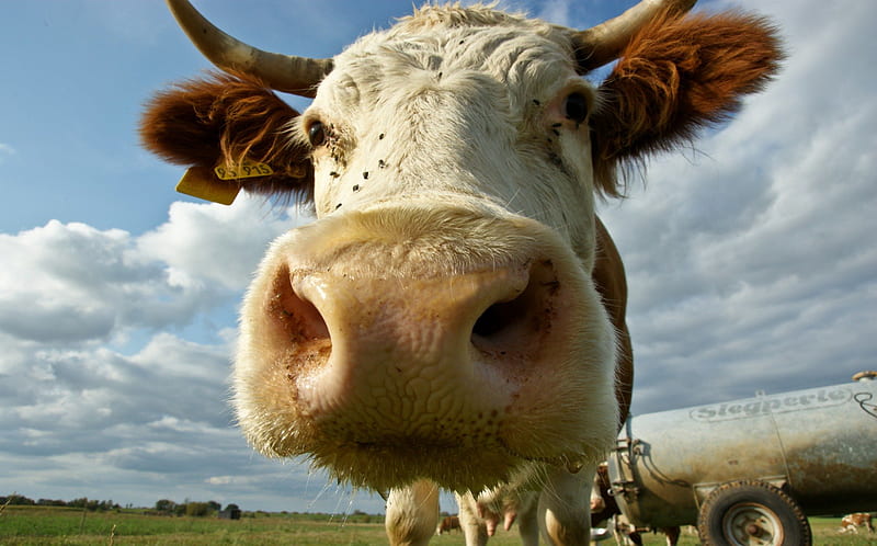 And the cow say Muhhhhh , farm, nose, range, cow, grazing land, closeup, HD wallpaper