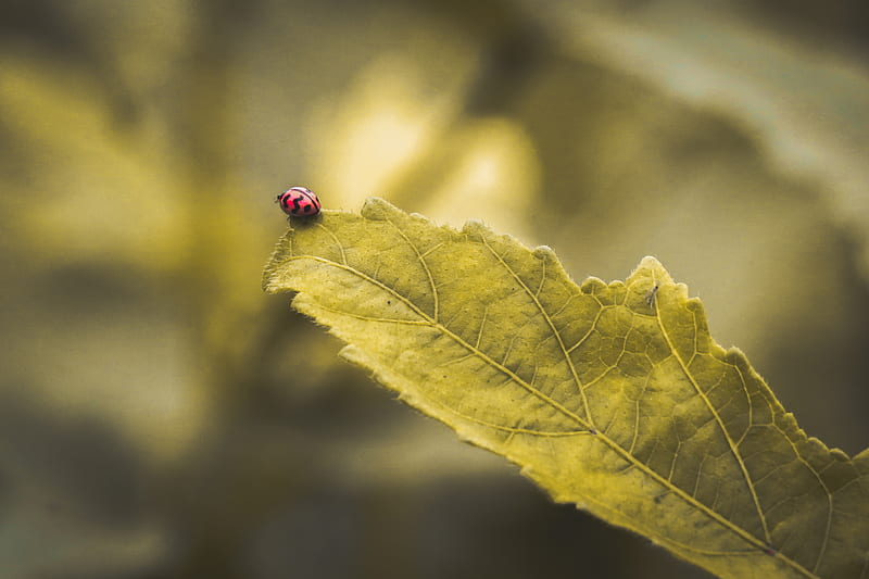 ladybug on green leaf selective focus graphy, HD wallpaper