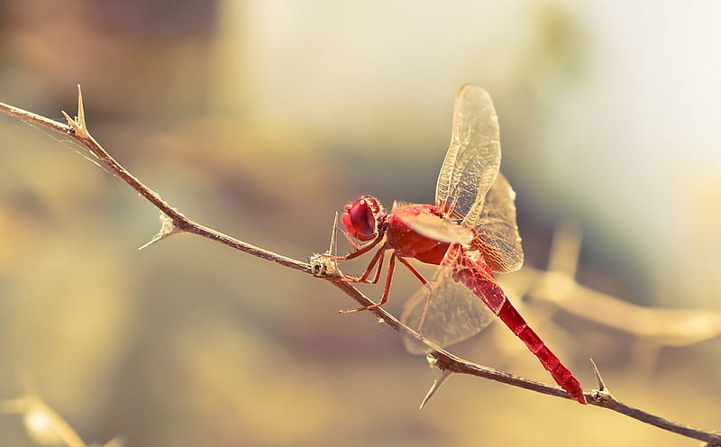 Red Dragonfly, red, sun, dragonflies, bugs, nature, bonito, animals, insects, HD wallpaper
