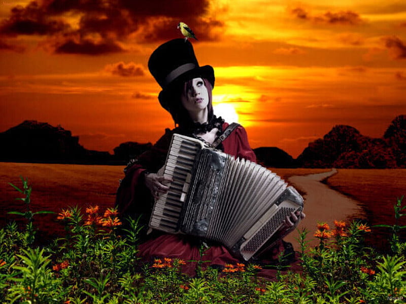 A melody at the beautiful sunset, sunset, little bird, musician, accordion, flowers, woman, HD wallpaper
